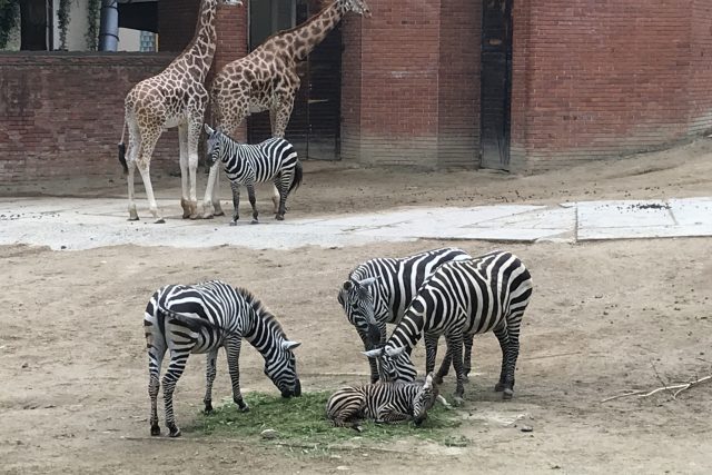 Hříbě zebry bezhřívé narozené v Liberci zřejmě posílí chov v jiné zahradě | foto: Lucie Fürstová,  Český rozhlas