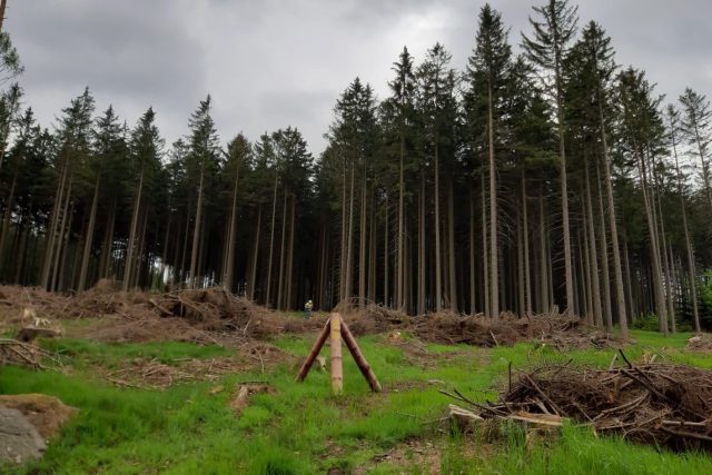 Lesníci v Jizerských horách těží napadené stromy a také staví nástrahy na kůrovce | foto: Šárka Škapiková,  Český rozhlas