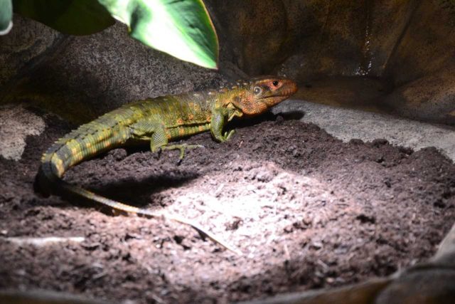 Dracéna krokodýlovitá - nový druh v liberecké zoo | foto: Zoo Liberec