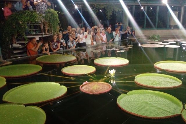 V pavilonu L představí největší leknín světa zahradník Vítězslav Bořek | foto: Vítězslav Bořek