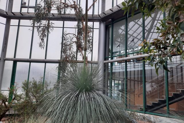 Žlutokap šedý v liberecké botanické zahradě vyrostl v Austrálii,  rostlina je přes 100 let stará | foto: Tomáš Mařas,  Český rozhlas