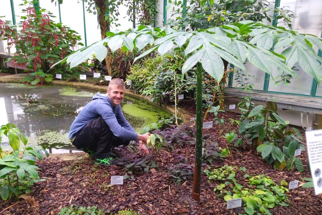 Zahradník liberecké botanické zahrady Lukáš Koprnický u malých zmijovců titánských,  které rostou ve společnosti své mateřské rostliny,  která by se teď dala přirovnat k zelenému deštníku | foto: Lucie Fürstová