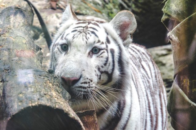 Bílí tygři jsou unikátem liberecké zoologické zahrady | foto: Jaroslav Tomášek