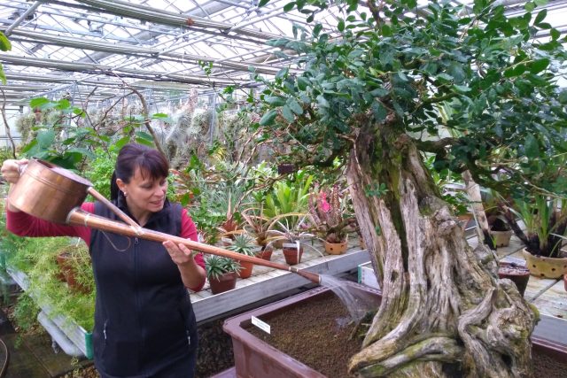 Krásný a ušlechtilý keř,  přes 300 let stará bonsaj pochází z Číny | foto: Lucie Fürstová