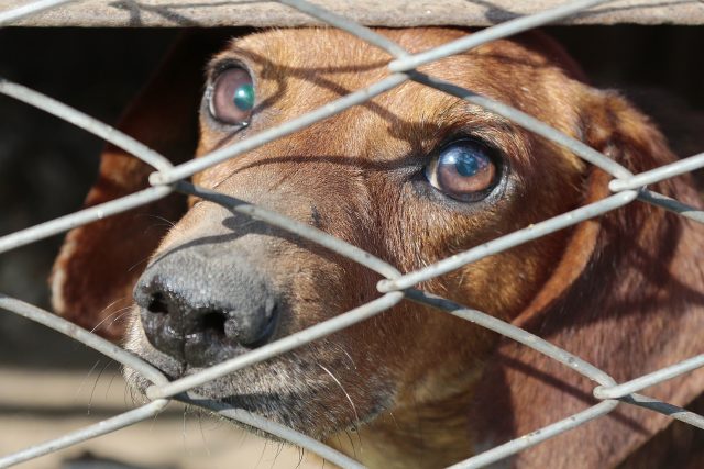 Ze tří na čtyři dny prodloužila Česká Lípa dobu,  po kterou jsou v záchytných kotcích umístěni nalezení psi.  (ilustrační snímek) | foto:  Timur85,  Pixabay