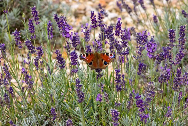 V raspenavské Levandulově mají už na 5 tisíc rostlin levandulí a lavandinu | foto: Jaroslav Hoření,  Český rozhlas