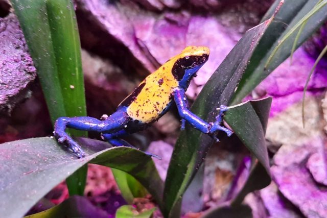 Pralesnička barvířská je pestře zbarvená drobná žabka,  která se vyskytuje v tropických lesích Jižní Ameriky,  vidět ji můžete také v Zoo Liberec | foto: Tomáš Mařas,  Český rozhlas