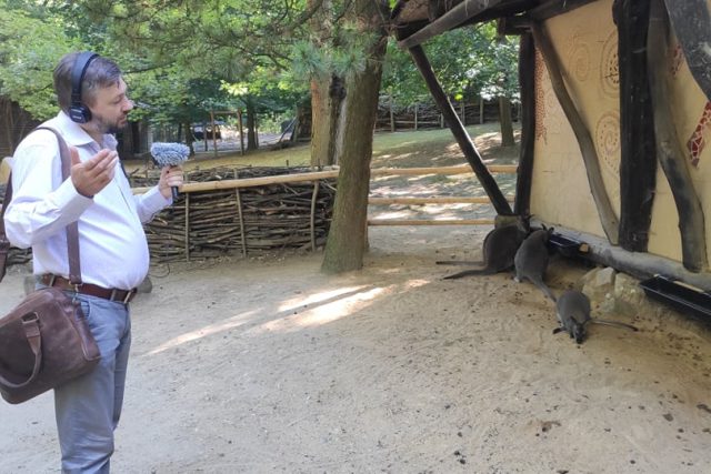 Klokani v žitavské zoo si z redaktora Davida Hamra nic nedělali... | foto: Petr Kumpfe