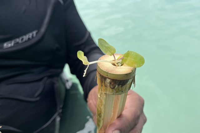 Vědci z liberecké zoo pomáhají s obnouvou mořské travy v Indonésii | foto: Zoo Liberec  (Adéla Hemelíková)