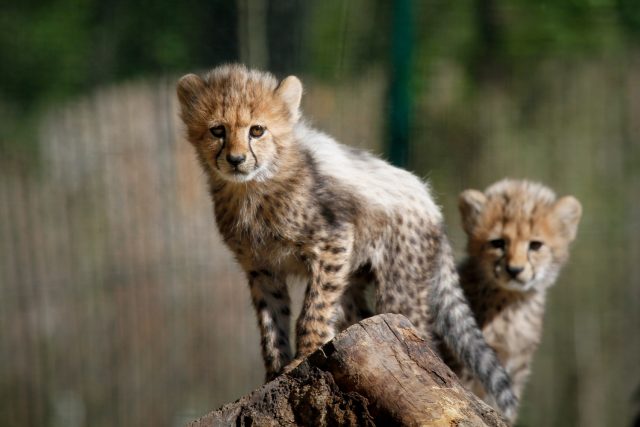 Z chovného centra gepardů v Safari Parku Dvůr Králové | foto: Simona Jiřičková