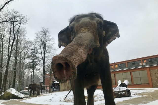 Snímek slonice Rání z ledna roku 2021 | foto: Lucie Fürstová,  Český rozhlas
