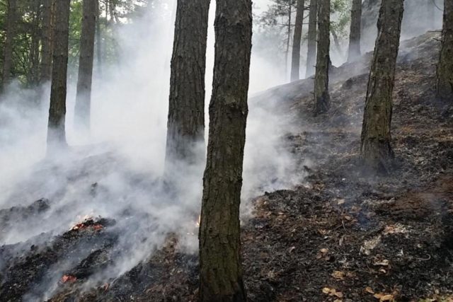 Požár lesa u Dubé na Českolipsku | foto:  HZS LK stanice Česká Lípa