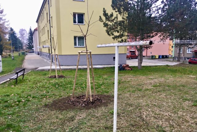 Na sídlišti v Zákupech bojují stromy se sušáky na prádlo | foto: Jiří Jelínek,  Český rozhlas