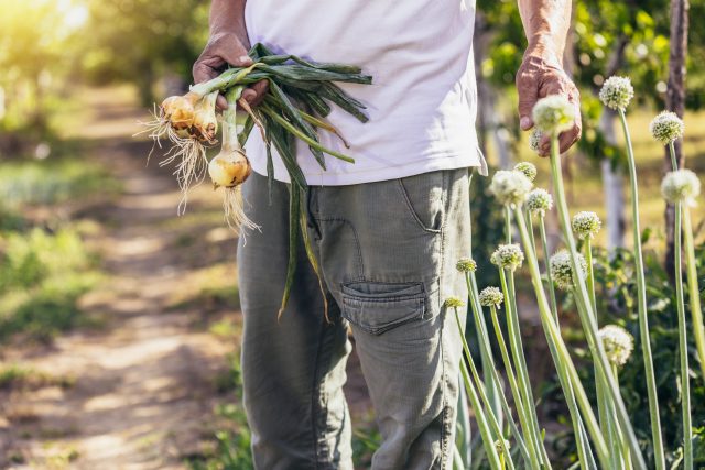 Sklizeň úrody cibule | foto: Profimedia