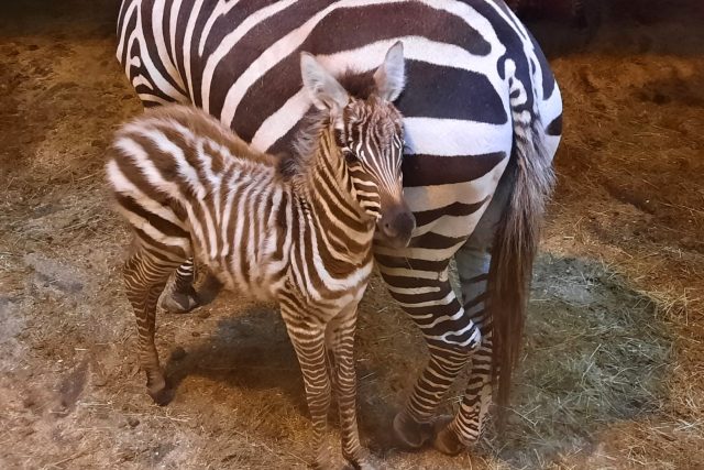 Nové mládě zebry bezhřívé už se ukazuje návštěvníkům liberecké zoo | foto: Tomáš Mařas,  Český rozhlas