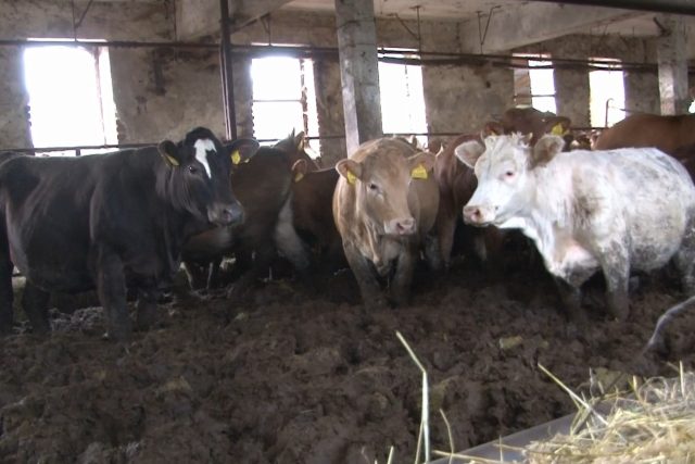 Chov skotu v rozporu s předpisy – krávy se brodily v desítkách centimetrů výkalů | foto: Spolek Hlas zvířat
