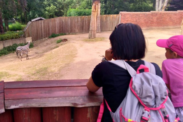 Návštěvníci liberecké zoo obdivují výběh zeber | foto: Lucie Fürstová