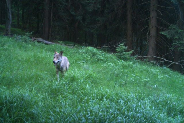 Vlk zachycený fotopastí na Rýchorách  | foto: KRNAP