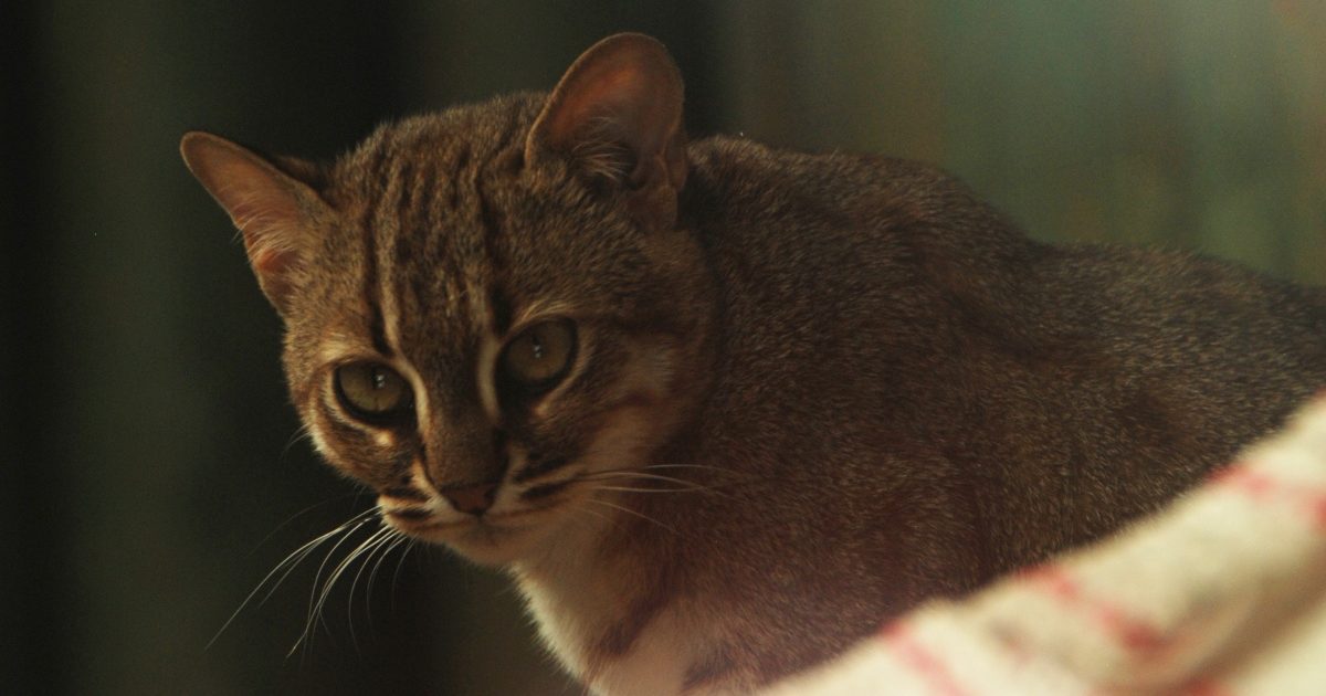 Zoo Liberec Ma Novou Samici Ohrozene Kocky Cejlonske Liberec